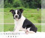 Small #3 Boston Terrier