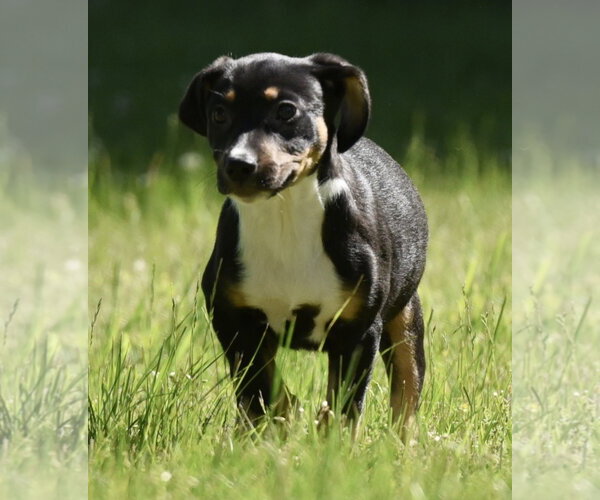 Medium Photo #1 Shepweiller Puppy For Sale in Mechanicsburg, PA, USA