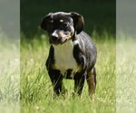 Small Shepweiller