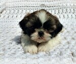 Small #1 Shih Tzu