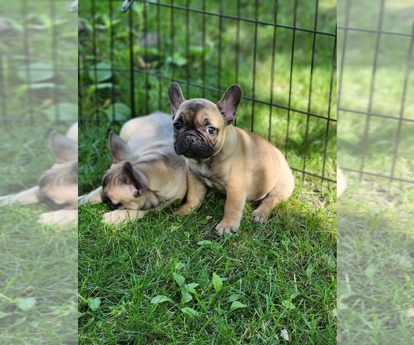 Medium Photo #10 French Bulldog Puppy For Sale in SOLWAY, MN, USA