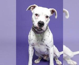 MILO - Male American Bulldog Dog for Adoption - Photo #3