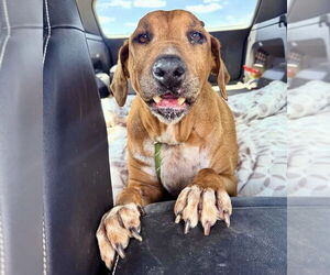 Quinn - Female Beagle-Unknown Mix Dog for Adoption - Photo #4