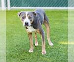 Small Photo #2 American Pit Bull Terrier-Unknown Mix Puppy For Sale in Camarillo, CA, USA