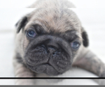 Small #8 Pug