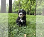 Small #2 Bernedoodle (Miniature)