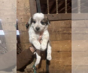 Australian Shepherd-Unknown Mix Dogs for adoption in Mouth Of Wilson, VA, USA