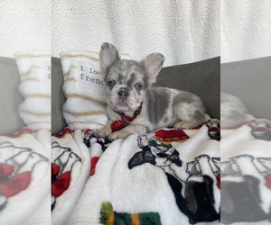 French Bulldog Puppy for sale in CHICAGO, IL, USA