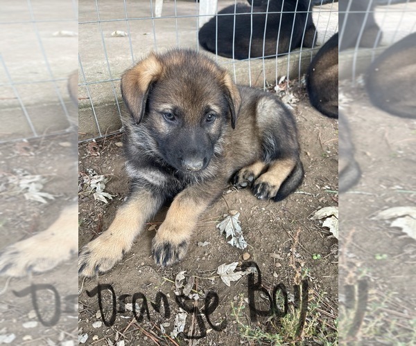 Medium Photo #1 German Shepherd Dog Puppy For Sale in HUNTLAND, TN, USA