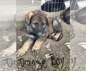 German Shepherd Dog Puppy for sale in HUNTLAND, TN, USA