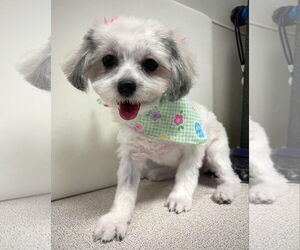 Mal-Shi Dogs for adoption in Sioux Falls, SD, USA