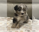 Small #1 Miniature Australian Shepherd