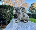 Small Photo #149 French Bulldog Puppy For Sale in HAYWARD, CA, USA