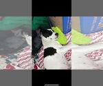 Small #2 Border Collie
