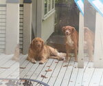 Small #3 Golden Retriever