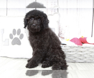 Poodle (Miniature) Puppy for sale in MARIETTA, GA, USA