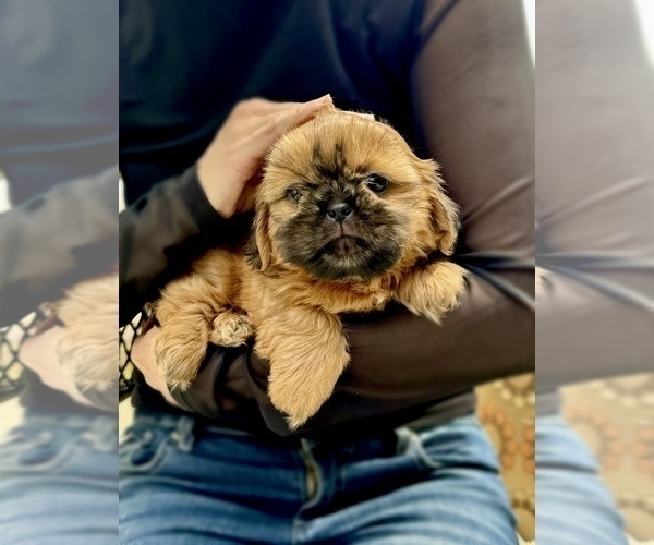Medium Photo #3 Shih Tzu Puppy For Sale in SUGAR HILL, GA, USA