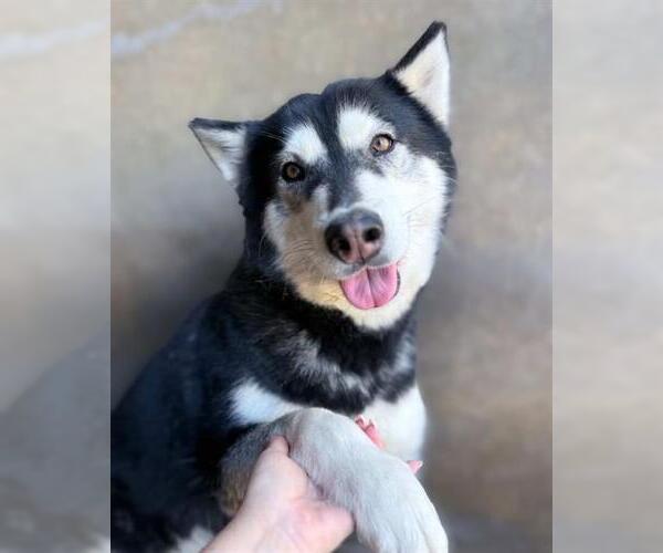 Medium Photo #3 Siberian Husky Puppy For Sale in Chula Vista, CA, USA