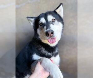 SKYLA - Female Siberian Husky Dog for Adoption - Photo #3