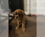Small #4 Cavalier King Charles Spaniel