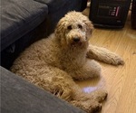 Small #16 Goldendoodle
