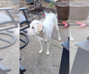 Ladybirds :  Dulce - Female Australian Shepherd-Catahoula Leopard Dog Mix Dog for Adoption - Photo #3