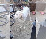 Small #2 Australian Shepherd-Catahoula Leopard Dog Mix