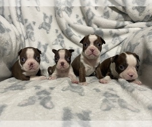 Boston Terrier Puppy for sale in CHARLOTTESVILLE, VA, USA