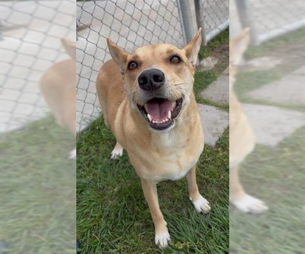 Medium Photo #2 Basenji-Unknown Mix Puppy For Sale in Rosenberg, TX, USA