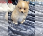 Small Photo #7 Pomeranian Puppy For Sale in SILEX, MO, USA