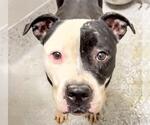 Small #2 American Pit Bull Terrier Mix