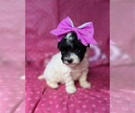 Small Photo #13 Poodle (Toy) Puppy For Sale in TAMPA, FL, USA