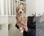 Small Photo #3 Maltese-Maltipoo Mix Puppy For Sale in ADELANTO, CA, USA