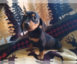 Chiweenie Puppy for sale in CANTON, GA, USA