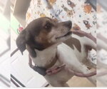 Small Photo #3 Rat Terrier-Unknown Mix Puppy For Sale in Oakhurst, NJ, USA