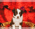 Puppy Puppy 1 Border Collie