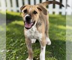 Small #2 Mutt