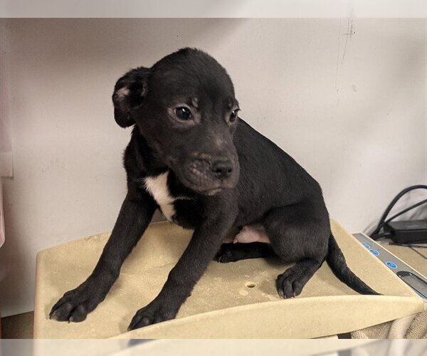 Medium Photo #1 Labrador Retriever-Unknown Mix Puppy For Sale in Corona, CA, USA