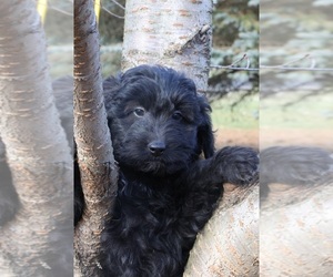 Aussiedoodle Miniature  Puppy for sale in MENDON, MI, USA