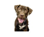 Small Labrador Retriever Mix