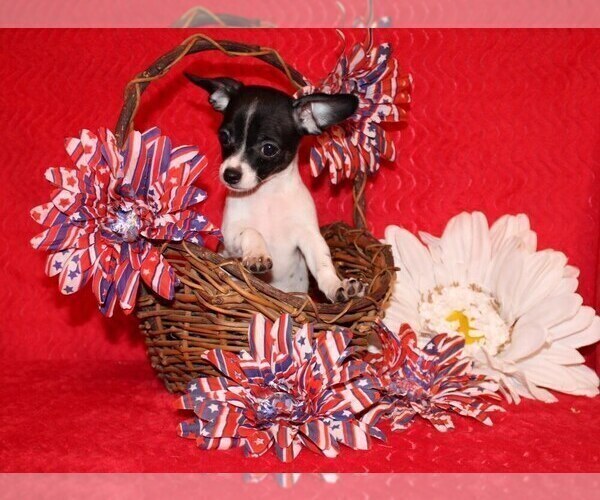 Medium Photo #18 Chihuahua Puppy For Sale in CHARLESTON, AR, USA