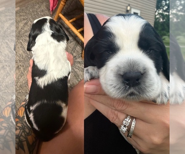 Medium Photo #1 English Springer Spaniel Puppy For Sale in PILLAGER, MN, USA