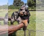 Small Photo #15 Bernedoodle-Golden Mountain Dog Mix Puppy For Sale in DAVIS, CA, USA