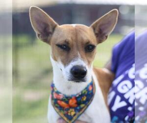 Mutt Dogs for adoption in San Antonio, TX, USA