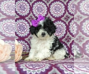 Poodle (Miniature) Puppy for sale in RISING SUN, MD, USA