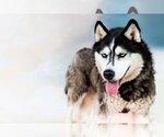 Small Siberian Husky