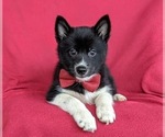 Small Photo #8 Pomsky Puppy For Sale in EPHRATA, PA, USA