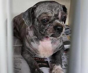 Maltese-Unknown Mix Dogs for adoption in San Antonio, TX, USA