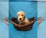 Puppy 2 Double Doodle