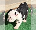 Small #5 English Bulldog